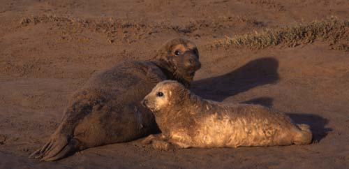 Atlantic Grey Seal and pup